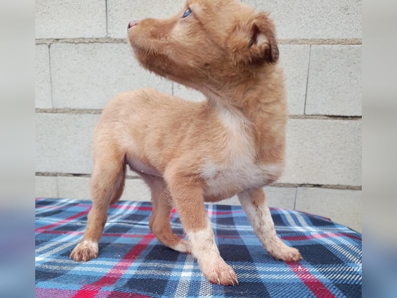 Bianca, kleines Mädchen sucht ihr Glück