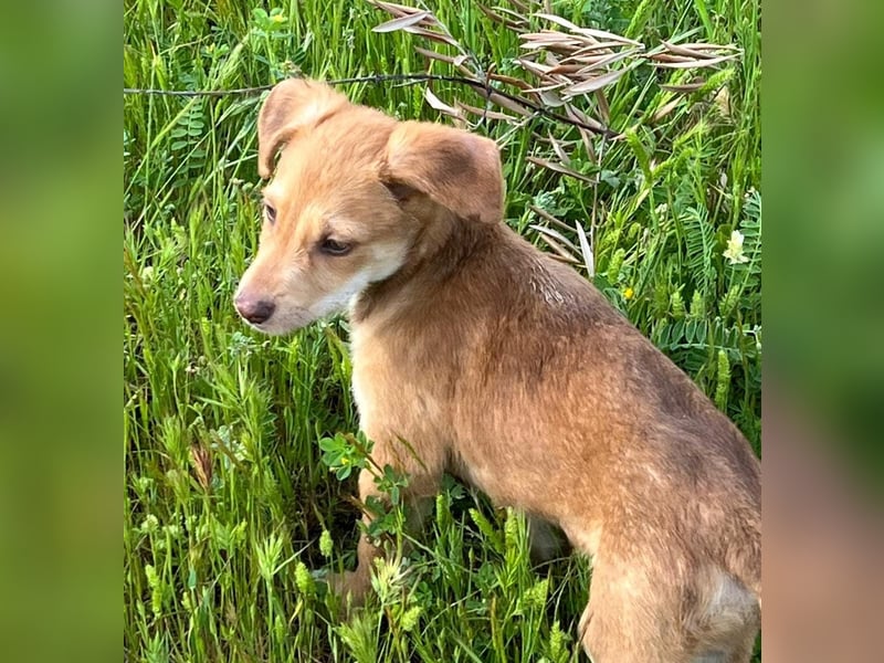 Ein verspieltes Herz auf der Suche: Bimba wartet auf ihre Familie!