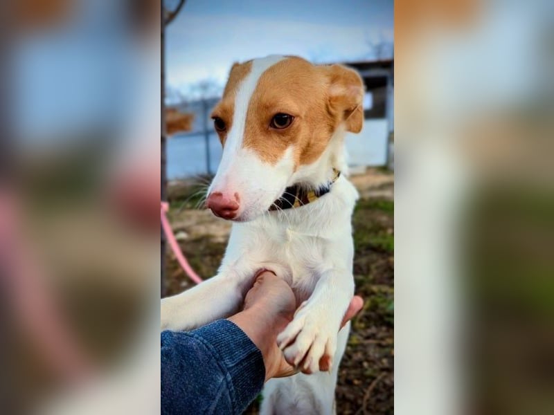 Casillas, verschmust und absolut liebenswert