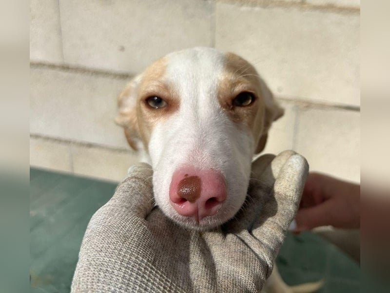 Matias, ein zarter Podi Bube