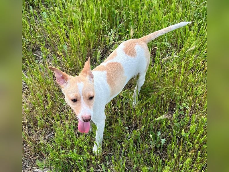 Lola - kleine Lachmaus  sucht ihr großes Glück