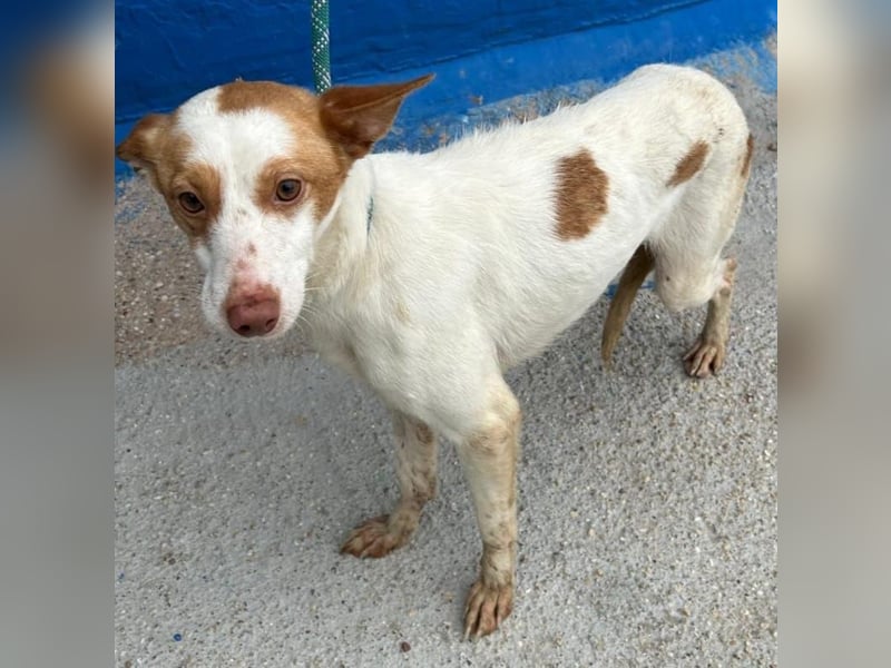 Chira, wo darf sie ihren Platz finden ?