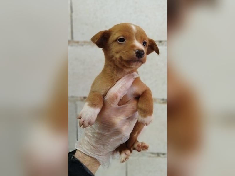 Dario, klein wild frech und wunderbar