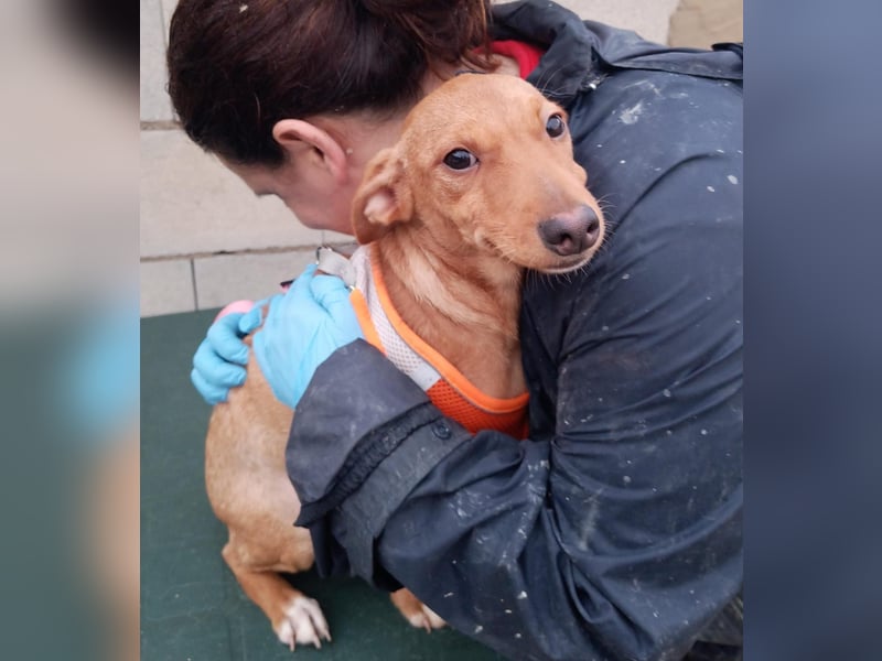 Tibs, sucht ein warmes Körbchen über den Winter