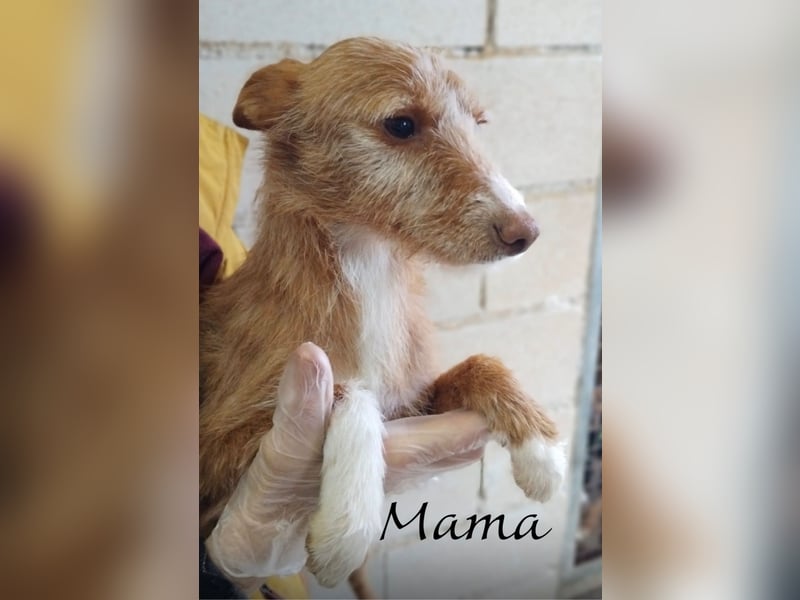 Ada, kleine neugierige Welpenpfötchen suchen ein Heim