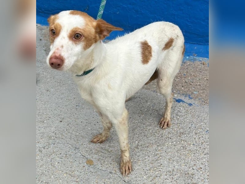 Chira, wo darf sie ihren Platz finden ?