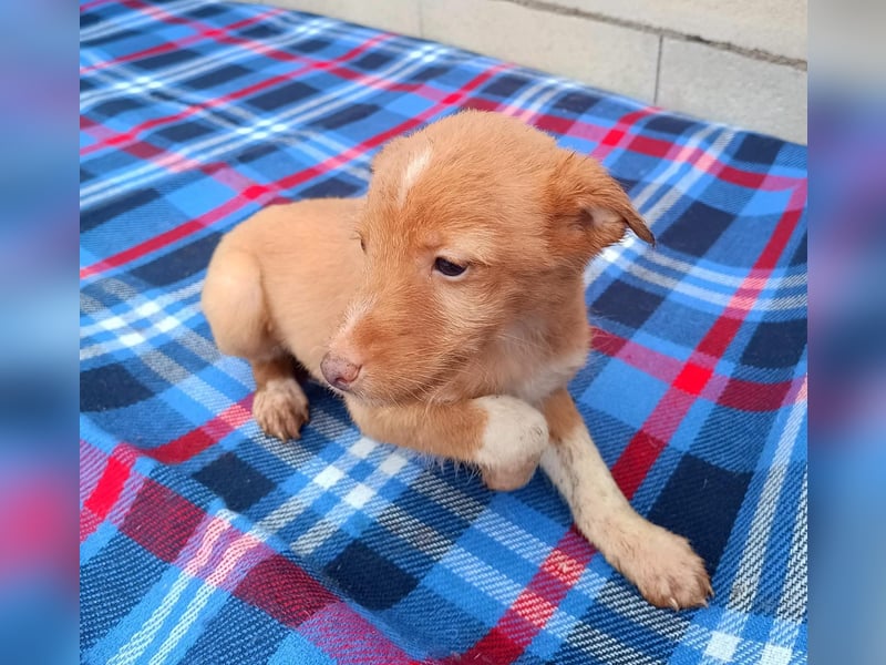 Bianca, kleines Mädchen sucht ihr Glück