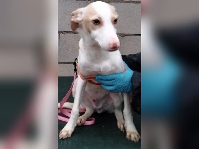 Matias, ein zarter Podi Bube