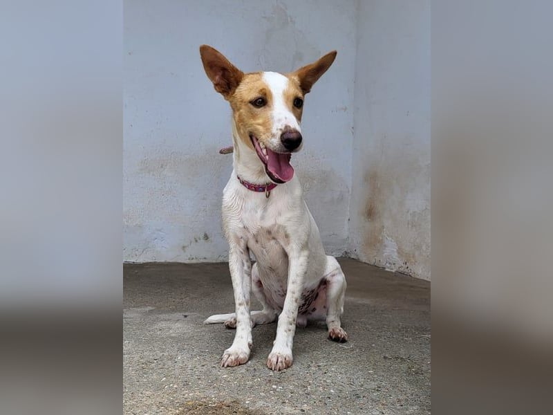 Suki, wer gibt ihm eine Chance auf ein Körbchen