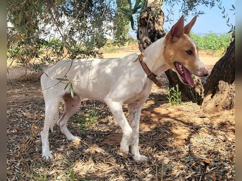 Suki, wer gibt ihm eine Chance auf ein Körbchen