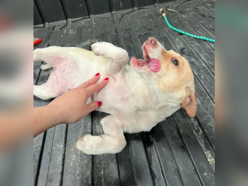 Lola - kleine Lachmaus  sucht ihr großes Glück