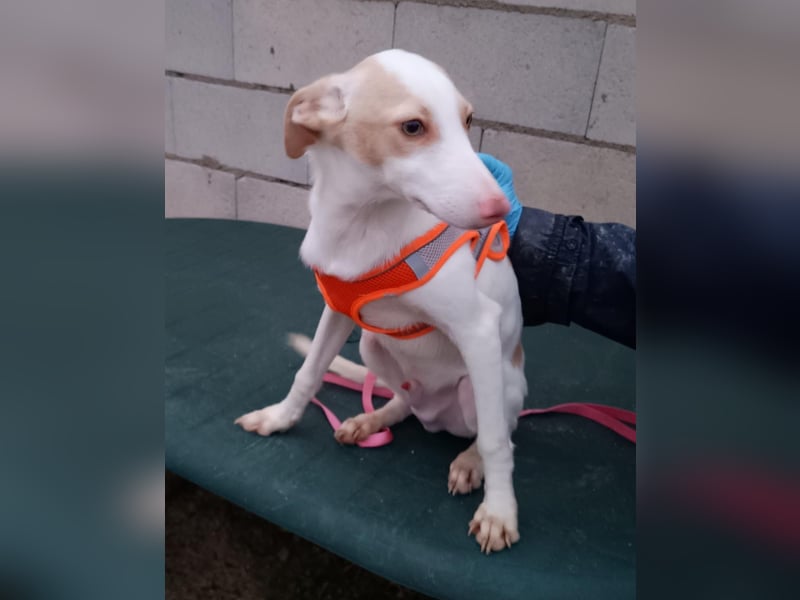 Matias, ein zarter Podi Bube