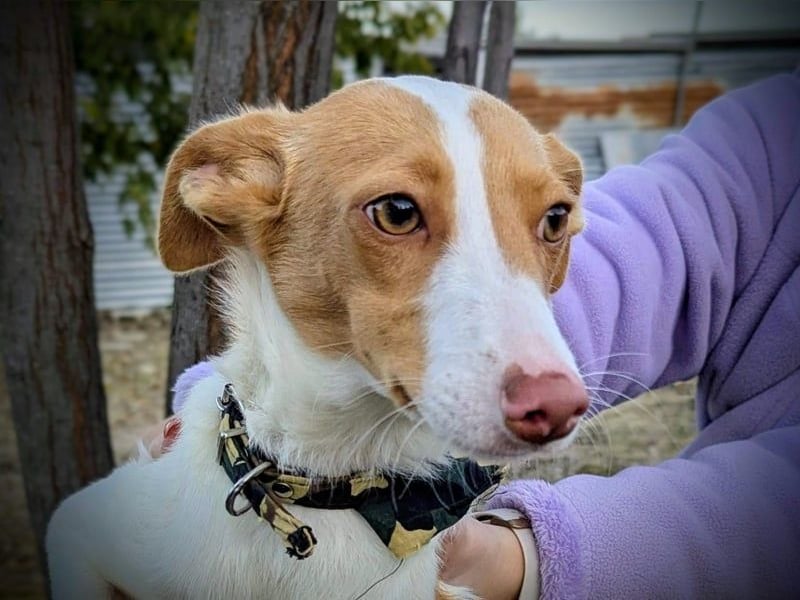 Casillas, verschmust und absolut liebenswert