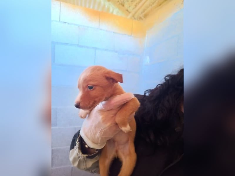 Dario, klein wild frech und wunderbar