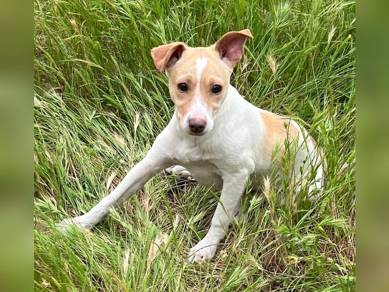 Lola - kleine Lachmaus  sucht ihr großes Glück