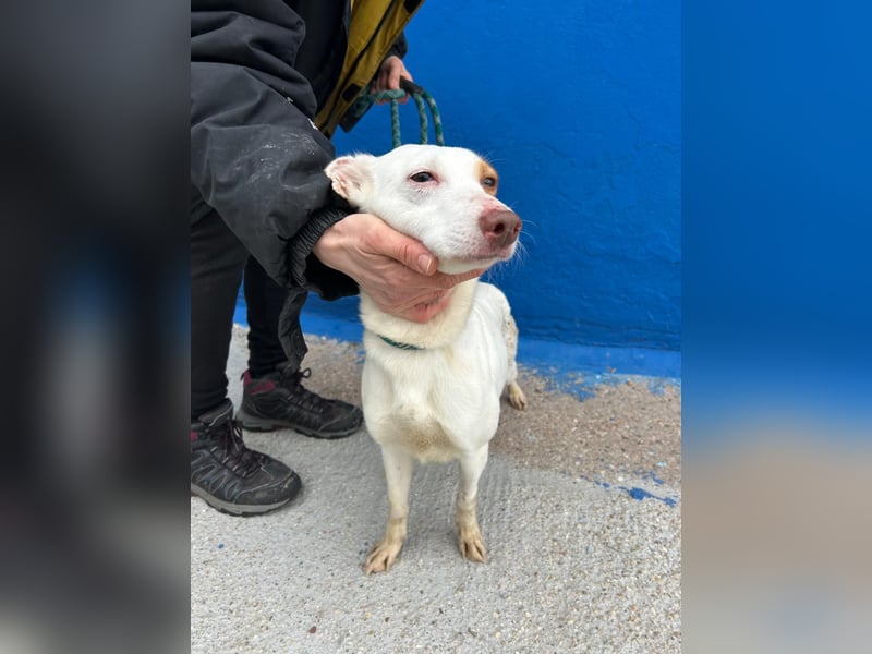 Luni – Ein zartes Podencoherz sucht endlich Sicherheit und Liebe