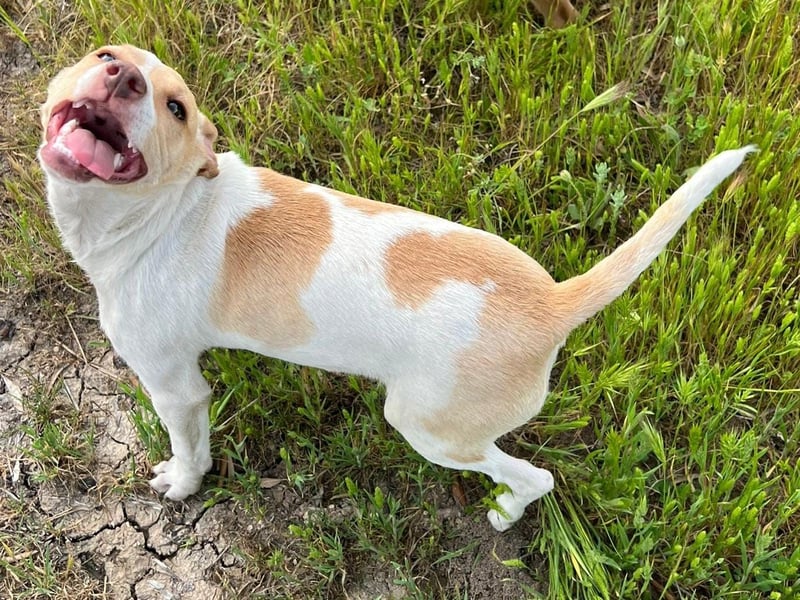 Lola - kleine Lachmaus  sucht ihr großes Glück