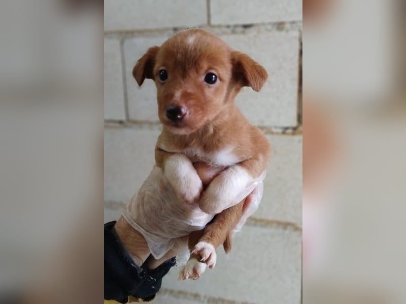 Bianca, kleines Mädchen sucht ihr Glück