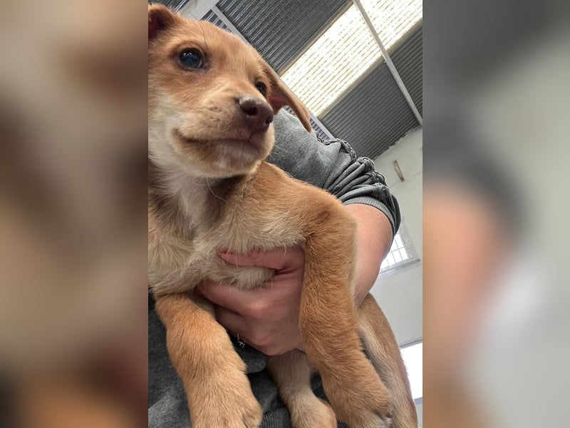 Ein verspieltes Herz auf der Suche: Bimba wartet auf ihre Familie!