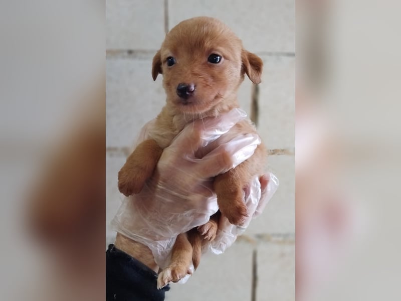 Ada, kleine neugierige Welpenpfötchen suchen ein Heim