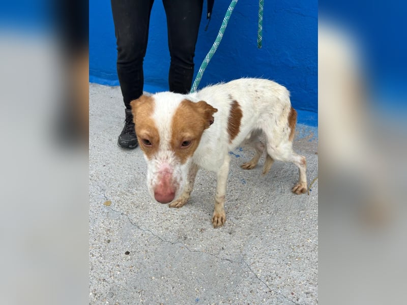 Baloo, wünscht sich ein sicheres Zuhause