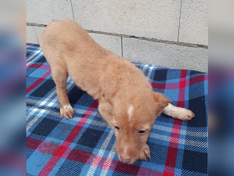 Bianca, kleines Mädchen sucht ihr Glück