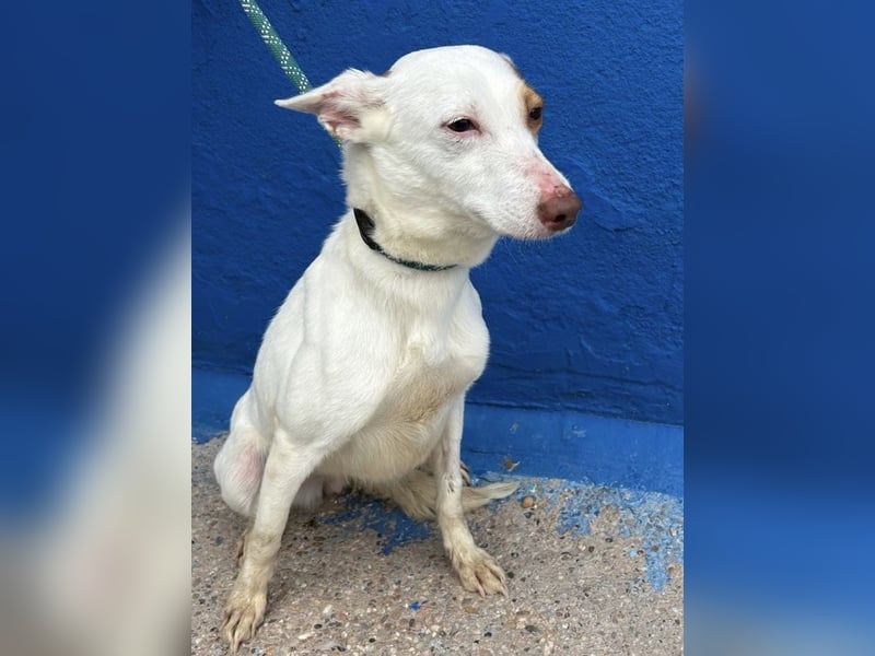 Luni – Ein zartes Podencoherz sucht endlich Sicherheit und Liebe