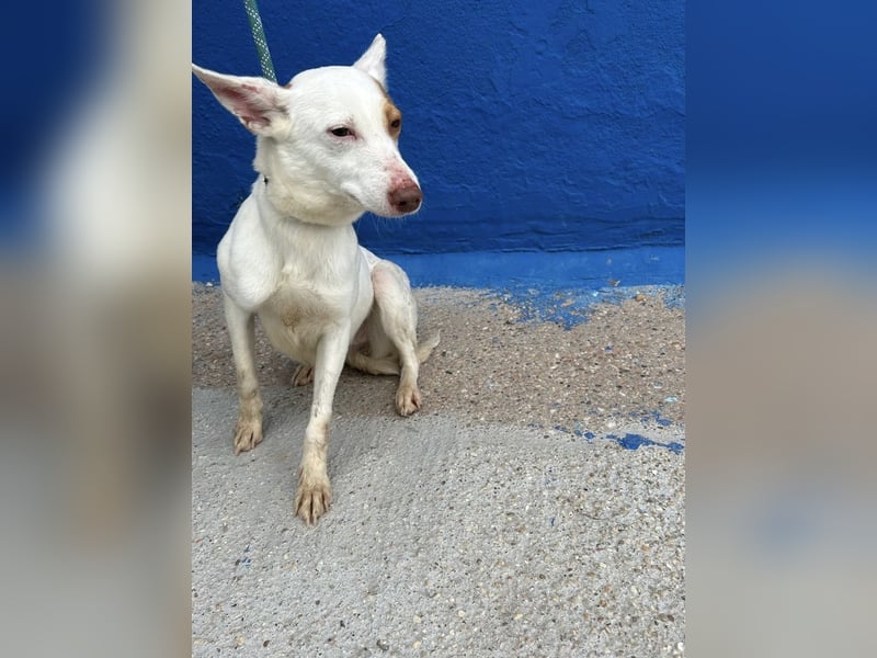 Luni – Ein zartes Podencoherz sucht endlich Sicherheit und Liebe