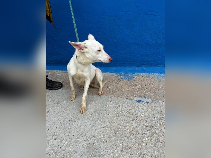 Luni – Ein zartes Podencoherz sucht endlich Sicherheit und Liebe