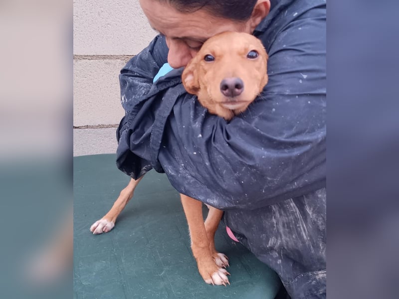 Tibs, sucht ein warmes Körbchen über den Winter