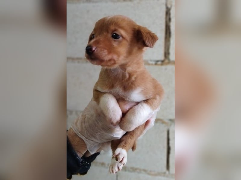 Bianca, verspielt und menschenbezogen