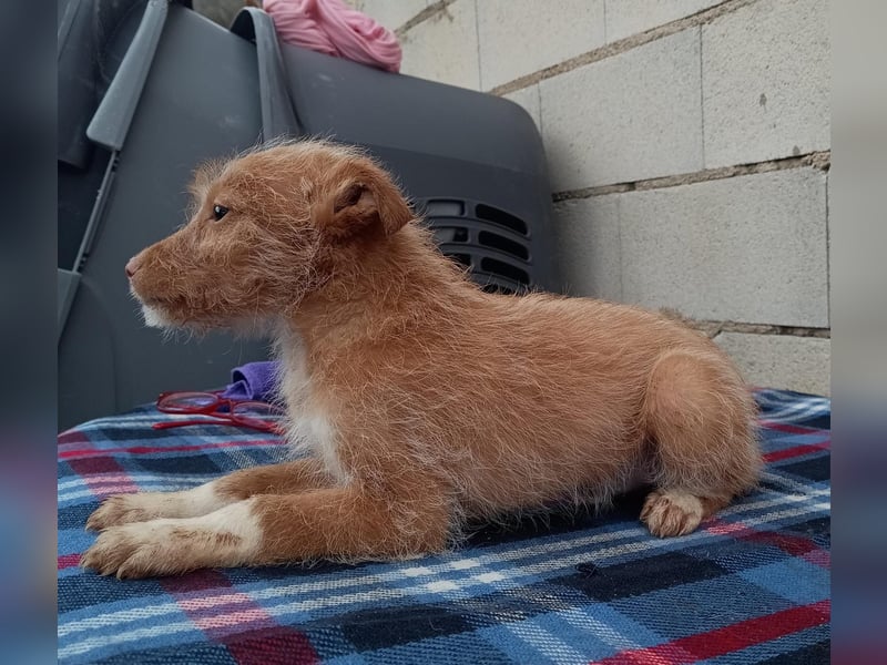 Carlos, bringt gute Laune ins neue Heim