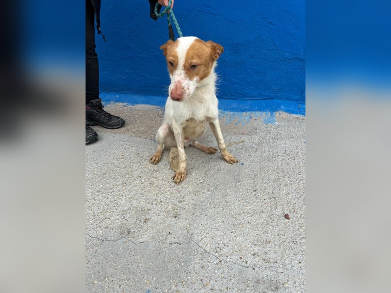 Baloo, wünscht sich ein sicheres Zuhause