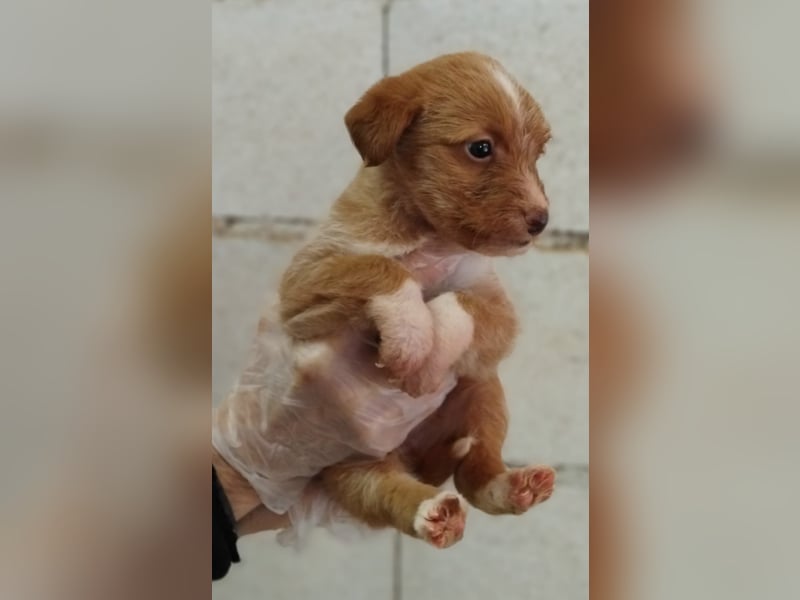 Carlos, gute Laune garantiert