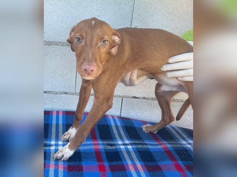 Dolce , Junger Entdecker sucht sein Für-immer-Zuhause