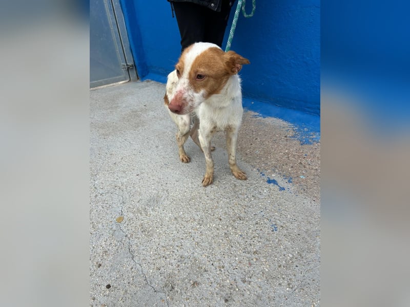 Baloo, wünscht sich ein sicheres Zuhause