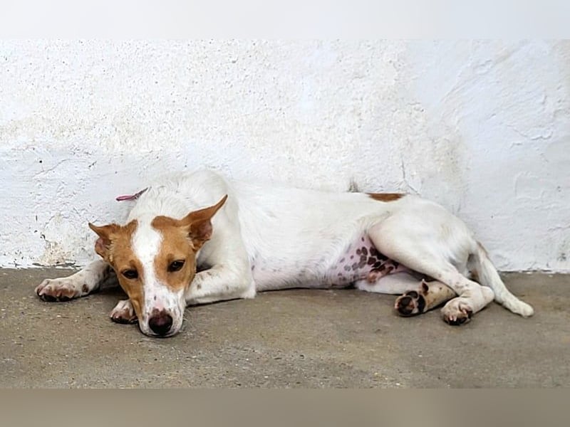 Suki, wartet auf sein großes Glück