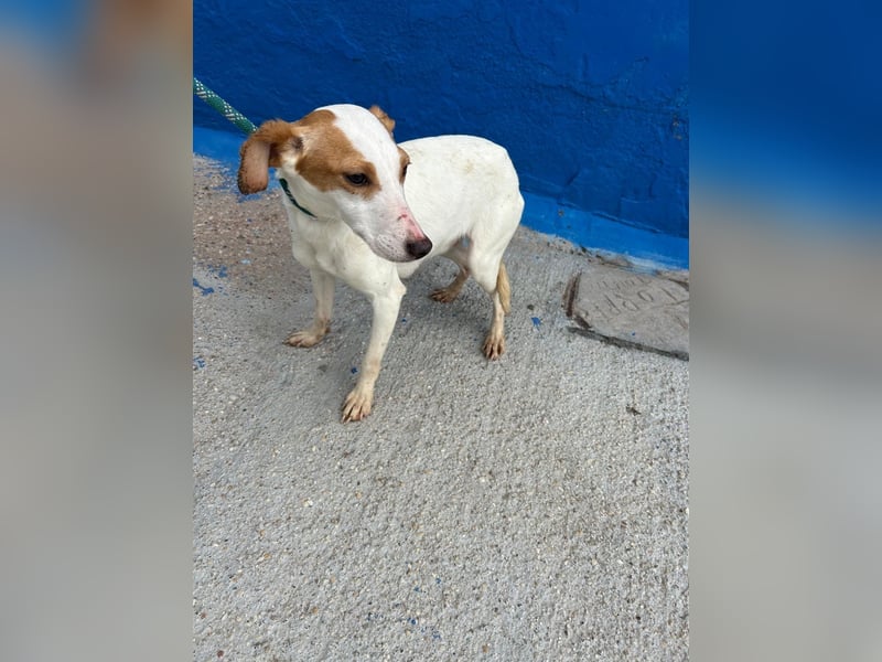 Ria, eine kleine zarte Podenca