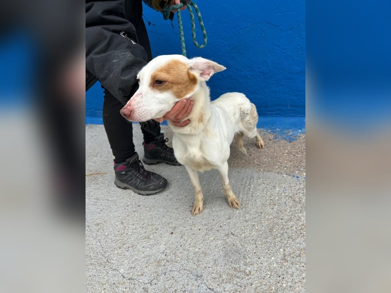 Luni – Ein zartes Podencoherz sucht endlich Sicherheit und Liebe