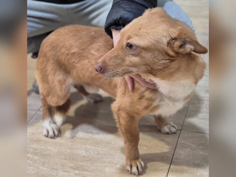 Hugo, auf kurzen Beinen und mit ganz großem Charme