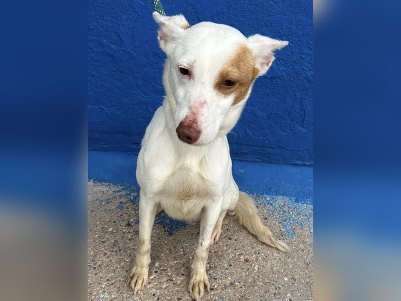 Luni – Ein zartes Podencoherz sucht endlich Sicherheit und Liebe