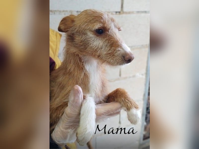 Carlos, bringt gute Laune ins neue Heim