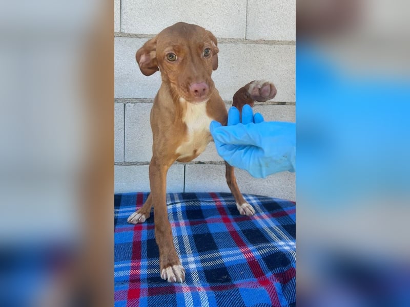 Gabbana - kleine weiße Pfötchen auf dem Weg ins große Glück