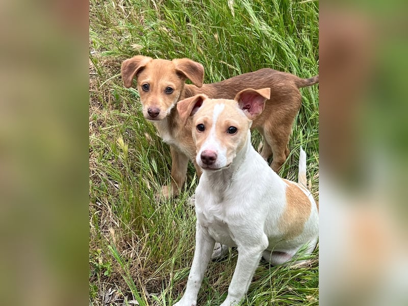 Ein verspieltes Herz auf der Suche: Bimba wartet auf ihre Familie!