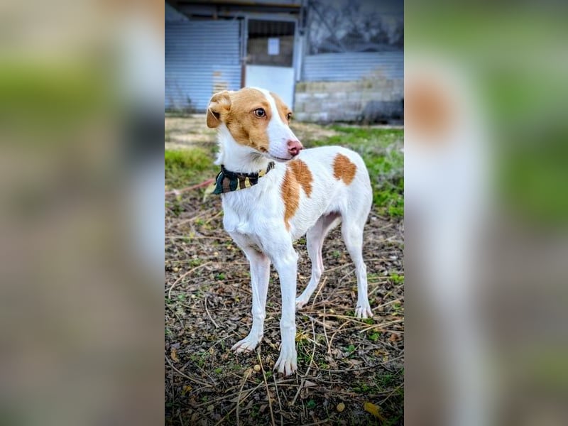 Casillas, verschmust und absolut liebenswert