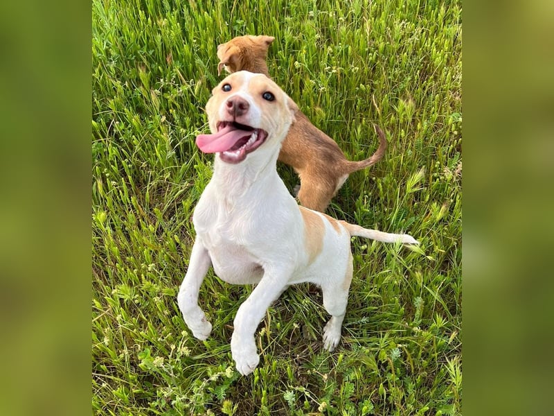 Lola - kleine Lachmaus  sucht ihr großes Glück