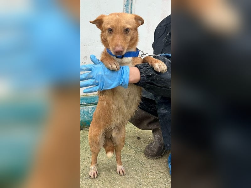 Hugo, auf kurzen Beinen und mit ganz großem Charme