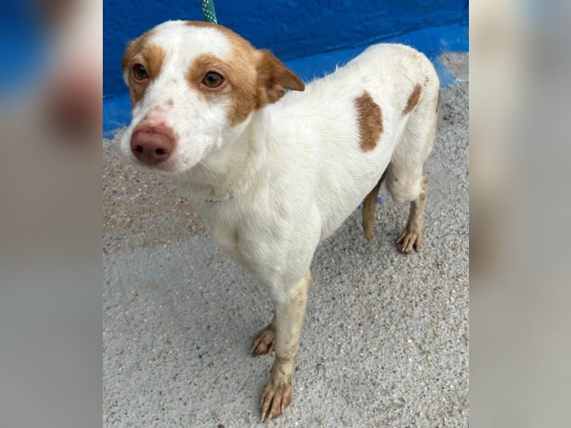 Chira, wo darf sie ihren Platz finden ?