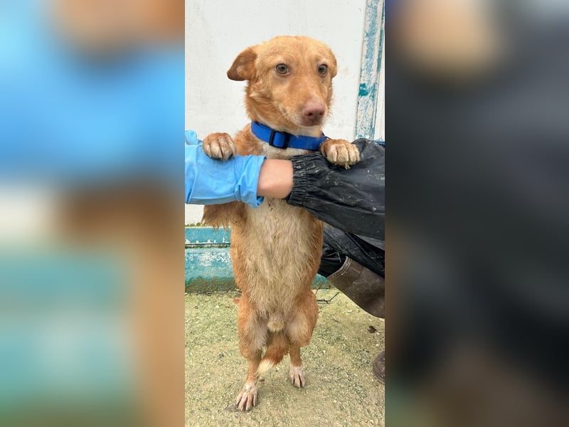 Hugo, auf kurzen Beinen und mit ganz großem Charme