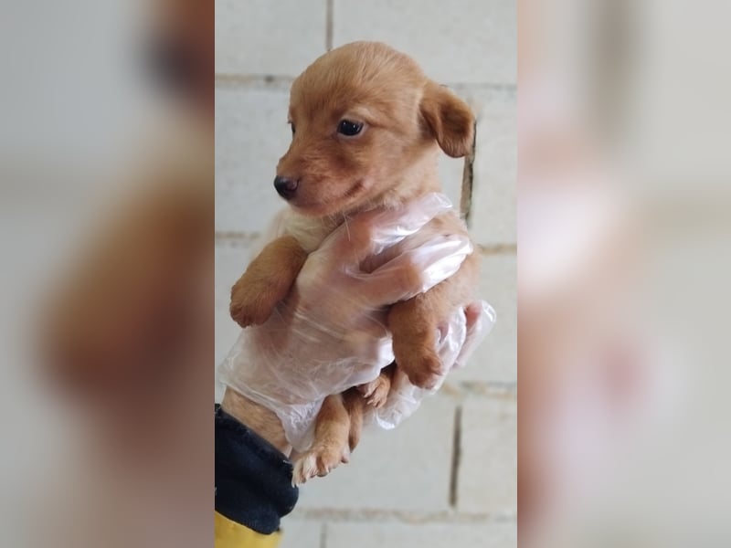 Ada, kleine neugierige Welpenpfötchen suchen ein Heim